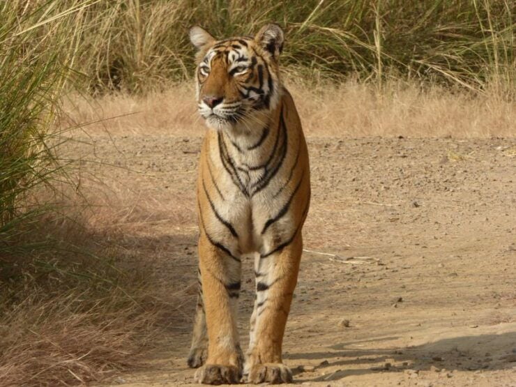 Ranthambore National Park - Royal Bengal Tigers and Other Wildlife