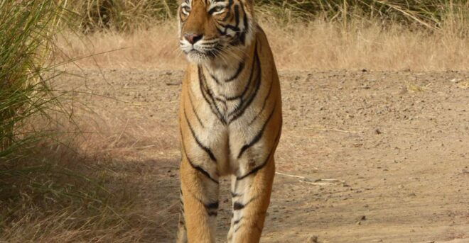 Ranthambore National Park - Thrilling Wildlife Beauty