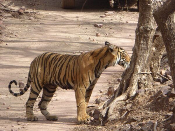 Ranthambore National Park - Professional and Well-Mannered Tour Guides