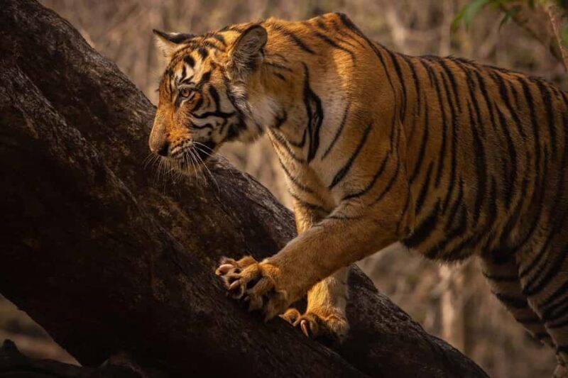 Ranthambore National Park : Wildlife Safari - Introduction to Ranthambore Safari