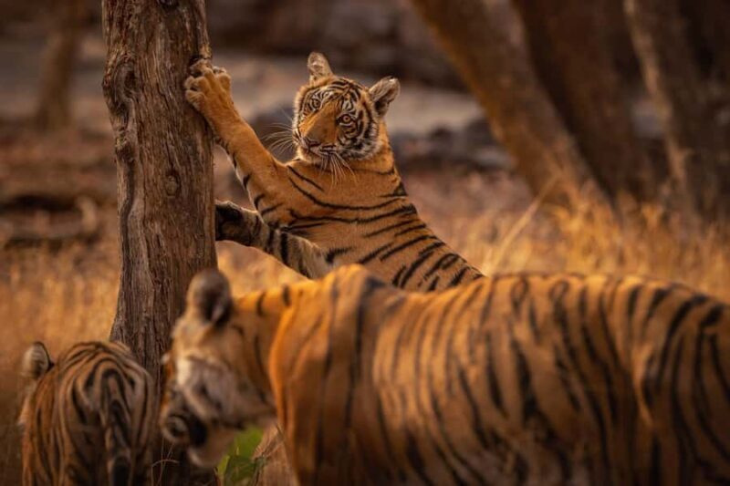 Ranthambore National Park : Wildlife Safari - The Experience: Pros and Cons
