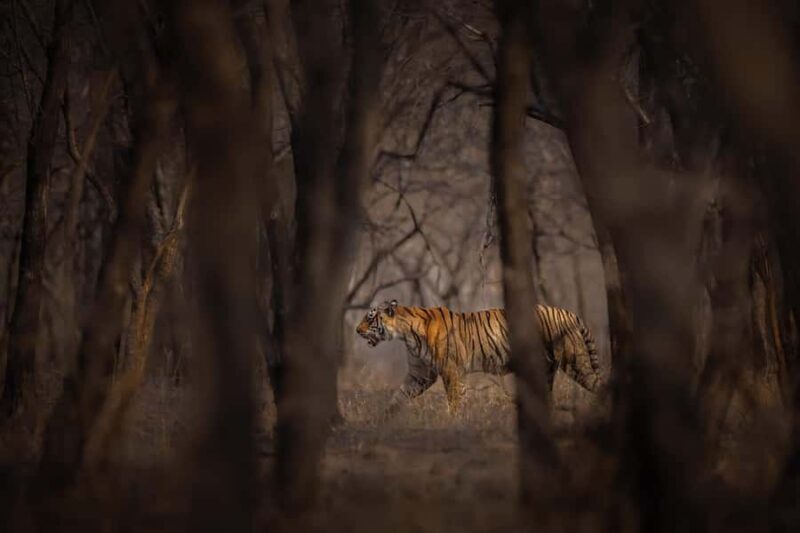 Ranthambore National Park : Wildlife Safari - Who Will Love This Experience