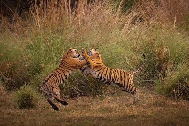 Ranthambore National Park : Wildlife Safari - Good To Know