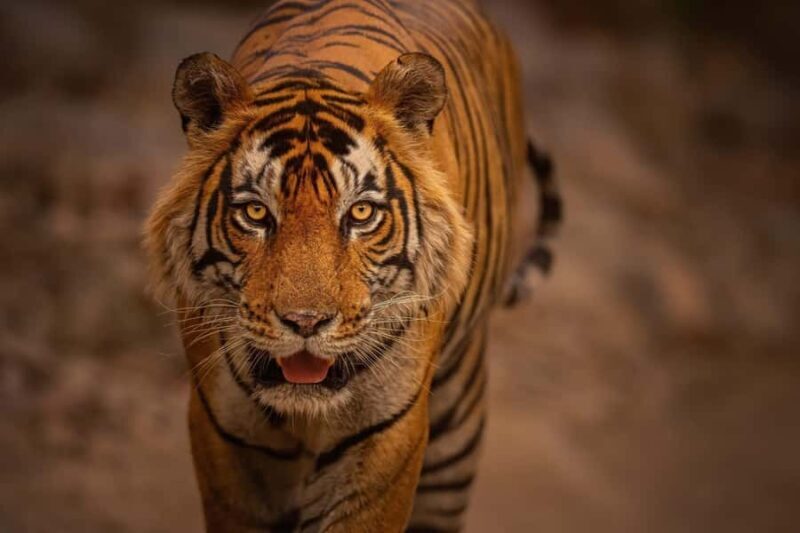 Ranthambore National Park : Wildlife Safari - Exploring Ranthambore National Park: An Authentic Wildlife Adventure
