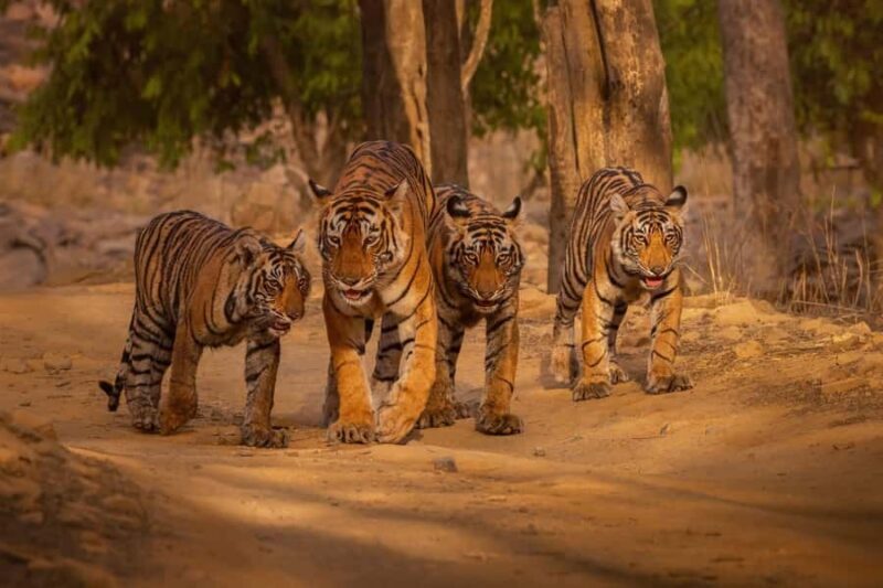 Ranthambore National Park : Wildlife Safari - Final Thoughts