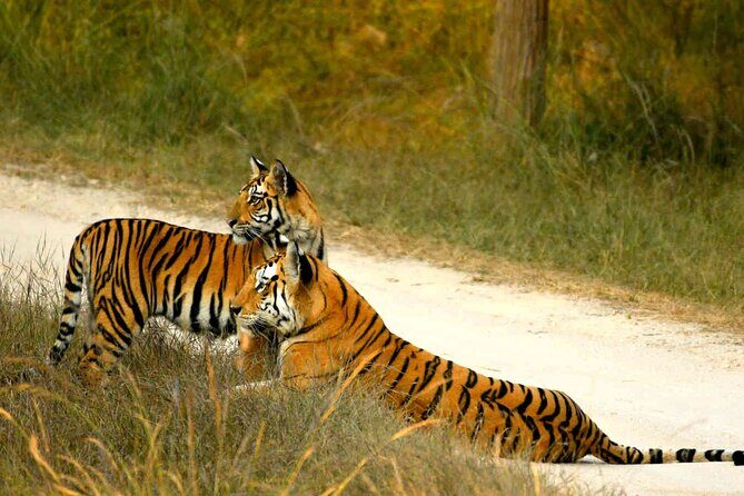 Ranthambore Official Guided Tiger Safari in Sharing Canter - Why Choose the Ranthambore Canter Safari?