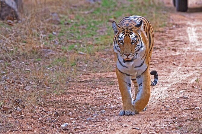 Ranthambore Official Guided Tiger Safari in Sharing Canter - Insights from Visitors