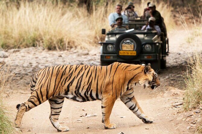 Ranthambore Official Guided Tiger Safari in Sharing Canter - Who Is This Tour Best Suited For?