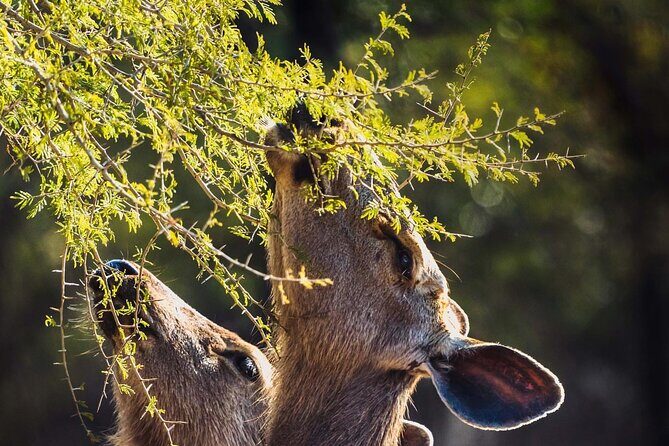 Ranthambore Private Jeep Safari - Who Is This Tour Best For?