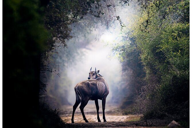 Ranthambore Private Jeep Safari - FAQs