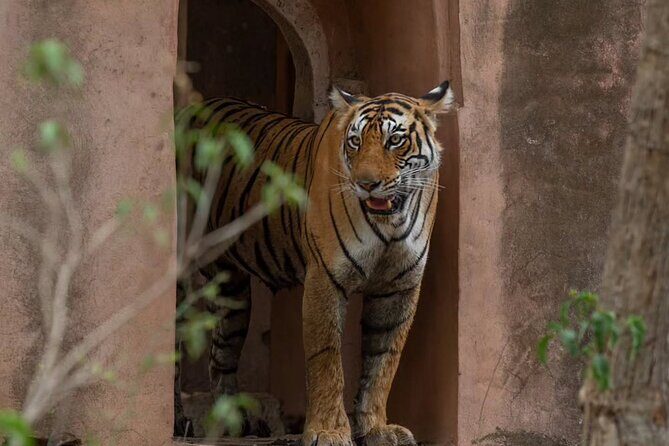 Ranthambore Private Jeep Safari Tour - Good To Know