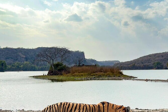 Ranthambore Private Jeep Safari Tour - An In-Depth Look at the Ranthambore Jeep Safari Experience