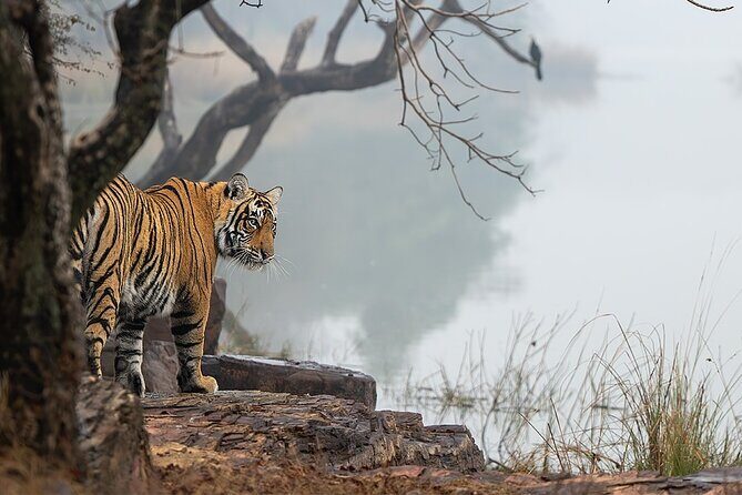 Ranthambore Private Jeep Safari Tour - Final Thoughts