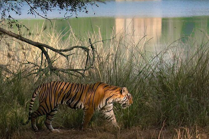 Ranthambore Private Jeep Safari Tour - FAQ