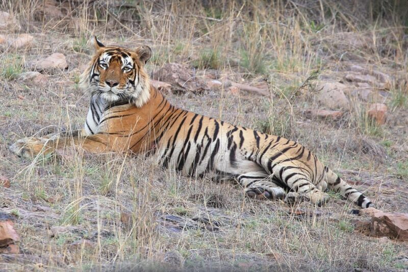 Ranthambore Safari Booking-Sharing Gypsy and Sharing Canter - Final Thoughts