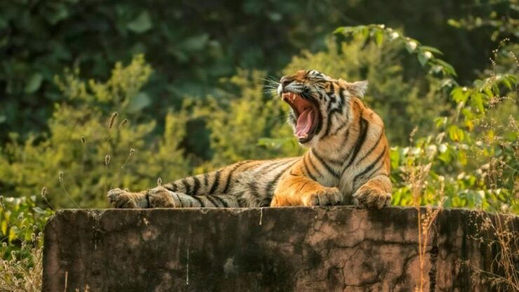 Ranthambore Safari Booking - Pricing and Duration