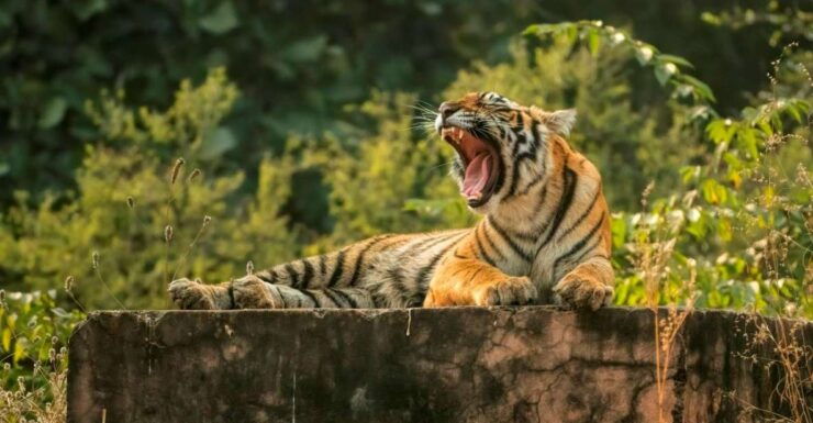 Ranthambore Safari Booking - Activity Details and Inclusions