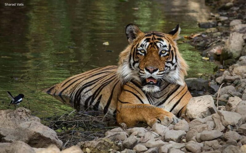 Ranthambore Safari Trip - A Detailed Look at the Ranthambore Safari Experience