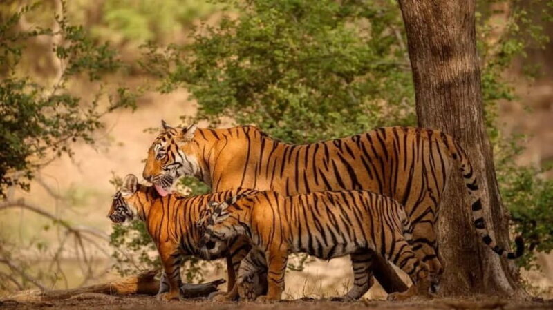 Ranthambore Safari Trip - An In-Depth Look at the Ranthambore Safari Experience