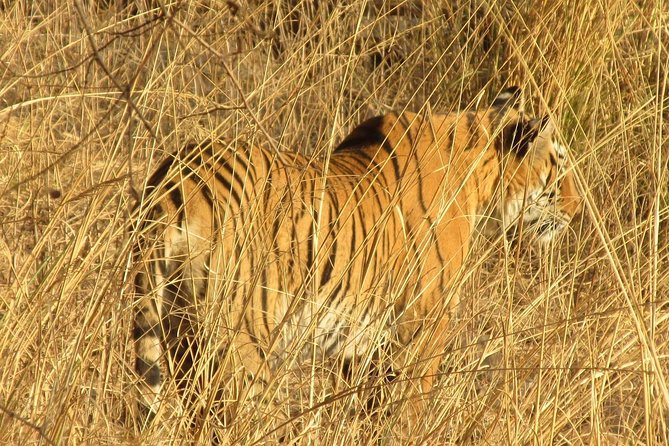 Ranthambore Same Day Experience - Good To Know