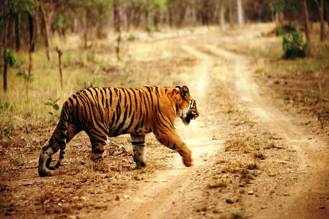 Ranthambore Same Day Experience - Inclusions