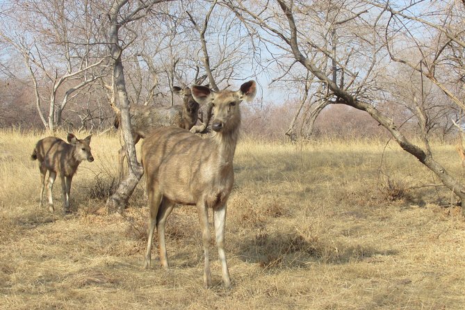 Ranthambore Same Day Experience - Exclusions