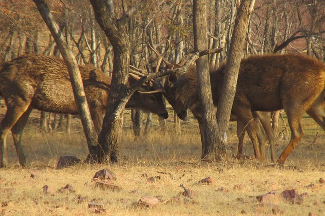 Ranthambore Same Day Experience - Know Before You Go