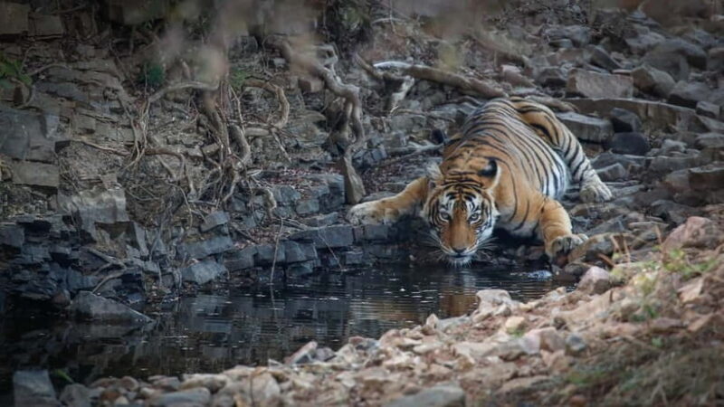 Ranthambore: Shared Tiger Safari in Canter or Gypsy - The Experience: Authentic Encounters with Wildlife