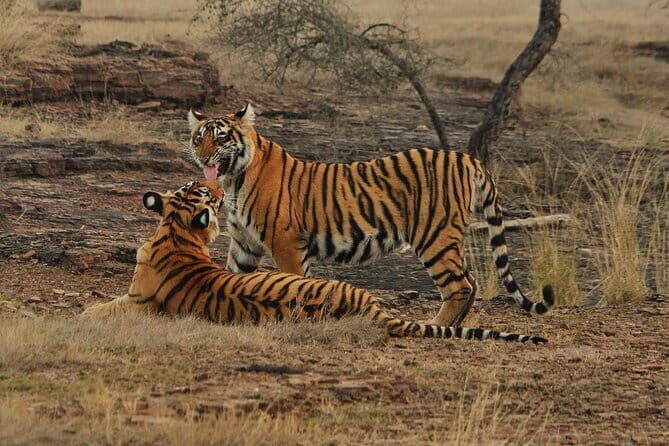 Ranthambore - Sharing Tiger Safari In Canter Or Gypsy Vehicle - The Sum Up