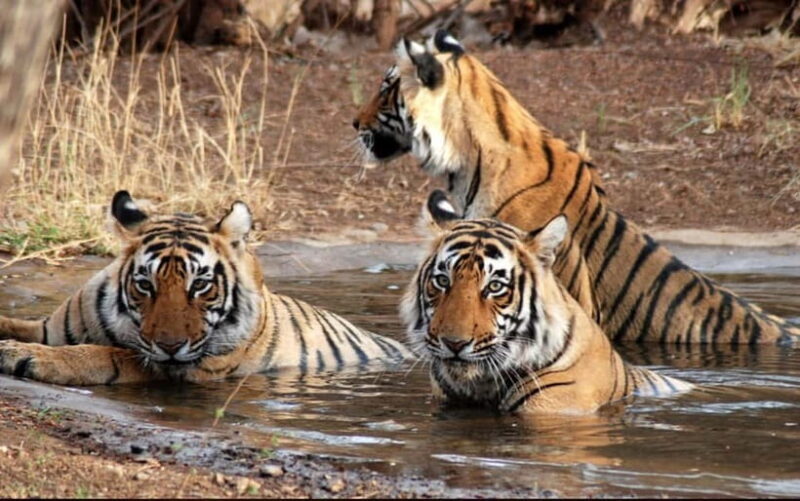 Ranthambore: Skip-the-Line Tiger Safari in Sharing Canter - Good To Know