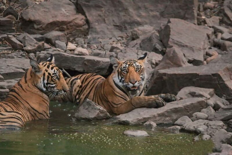 Ranthambore: Skip-the-Line Tiger Safari in Sharing Canter - The Experience in Detail