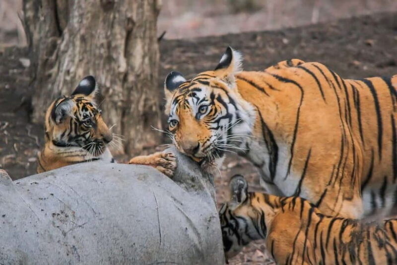 Ranthambore: Skip-the-Line Tiger Safari in Sharing Canter - What Some Travelers Say