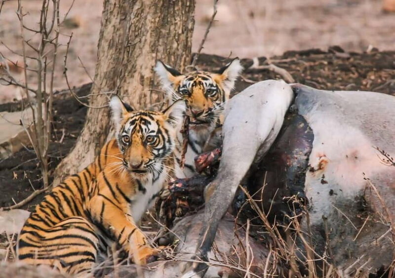 Ranthambore: Skip-the-Line Tiger Safari in Sharing Canter - Final Thoughts