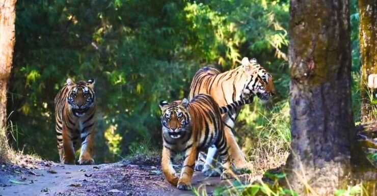 Ranthambore: Skip-the-Line Tiger Safari in Sharing Canter - About Ranthambore National Park