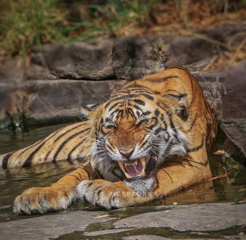 Ranthambore Tiger Reserve: jeep & canter Safari booking now - Introduction