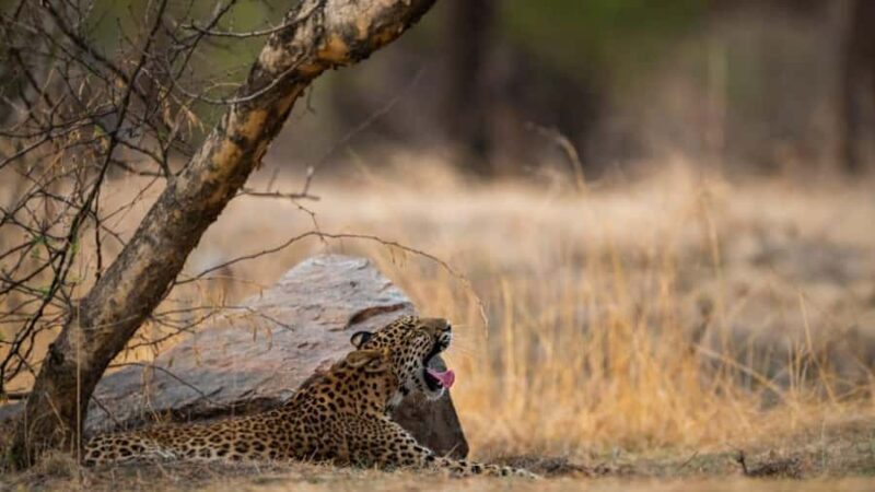 Ranthambore Tiger Reserve: jeep & canter Safari booking now - Good To Know