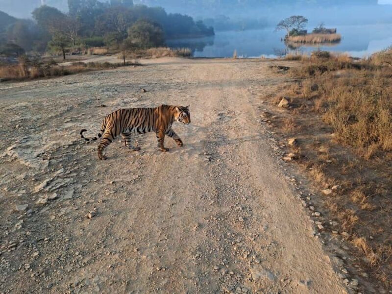 Ranthambore Tiger Reserve: jeep & canter Safari booking now - Who Should Consider This Safari?
