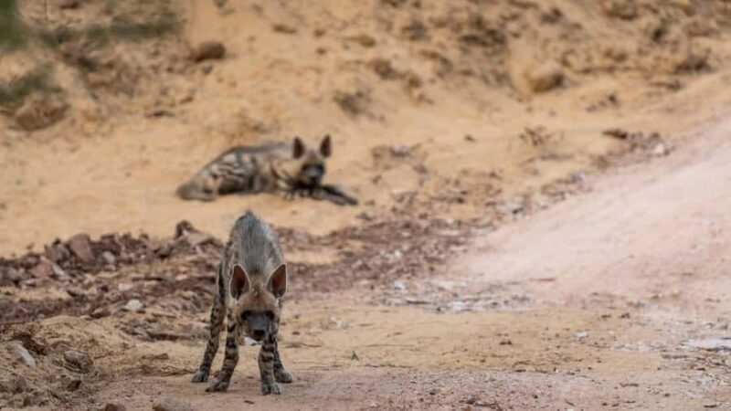 Ranthambore Tiger Reserve: jeep & canter Safari booking now - Who Is This Safari Best For?