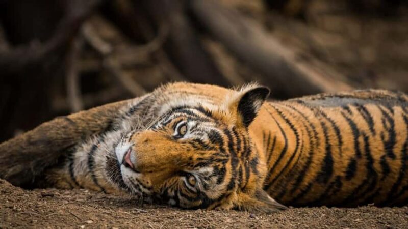 Ranthambore Tiger Reserve: jeep & canter Safari booking now - Final Thoughts