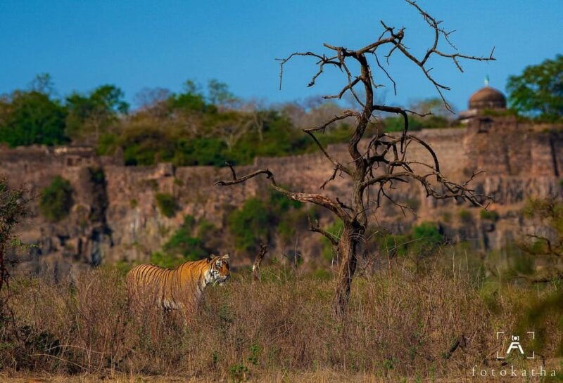 Ranthambore Tiger Reserve ( Tiger Safari ) - Introduction to Ranthambore Tiger Safari