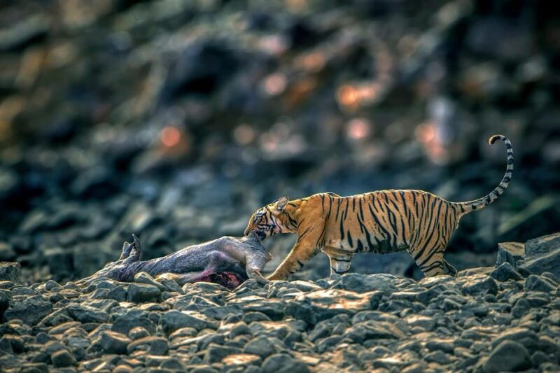 Ranthambore Tiger Reserve ( Tiger Safari ) - What Makes This Safari Special