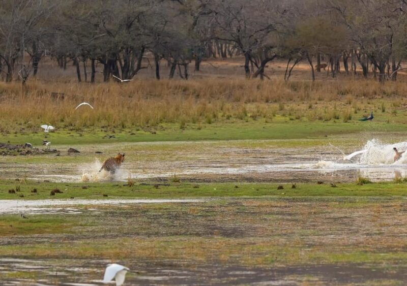 Ranthambore Tiger Reserve ( Tiger Safari ) - Things to Keep in Mind