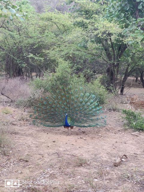Ranthambore Tiger Safari Day Trip From Jaipur -All Inclusive - Good To Know