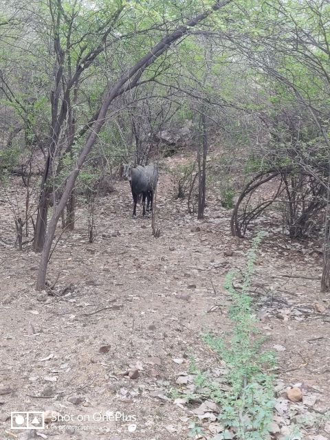 Ranthambore Tiger Safari Day Trip From Jaipur -All Inclusive - Trip Details