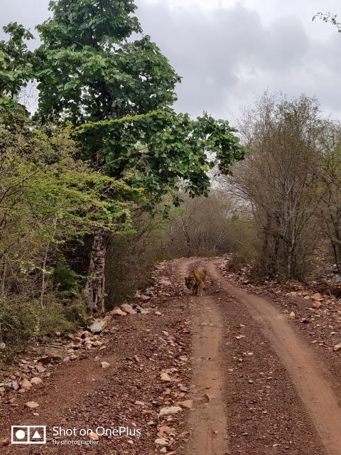 Ranthambore Tiger Safari Day Trip From Jaipur -All Inclusive - Activity Highlights