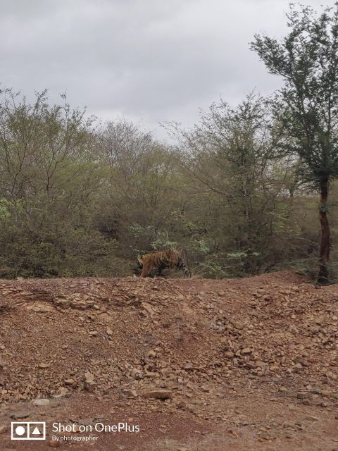 Ranthambore Tiger Safari Day Trip From Jaipur -All Inclusive - Customer Reviews