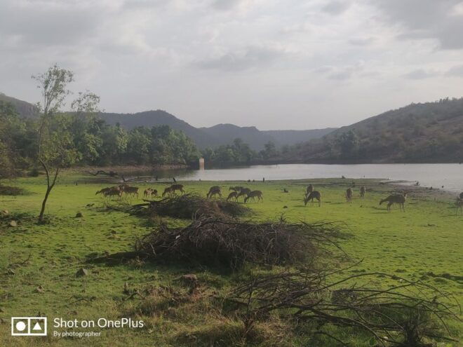 Ranthambore Tiger Safari Day Trip From Jaipur -All Inclusive - Directions