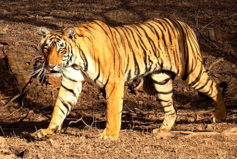 Ranthambore Tiger Safari Day Trip with Fort Tour & Lunch - The Details: Logistics, What’s Included & What’s Not