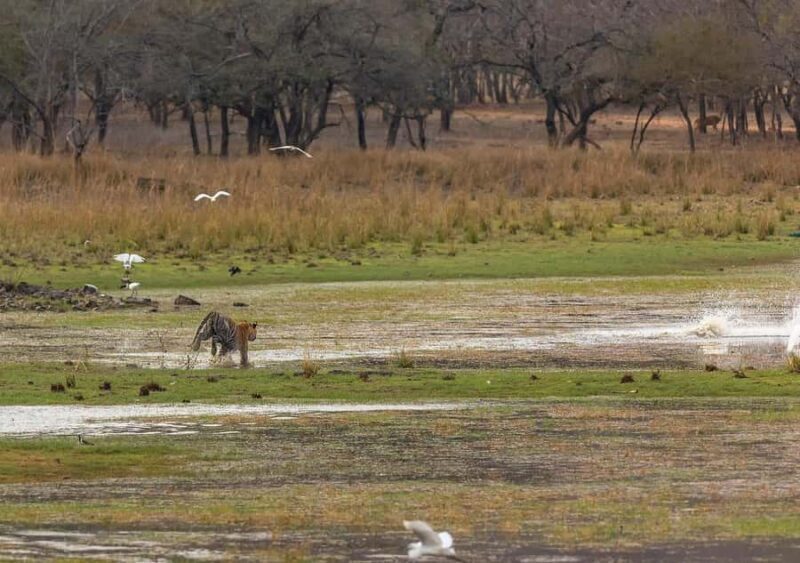 Ranthambore Tiger Safari in Gypsy/Canter  Shared Tour - The Experience at a Glance