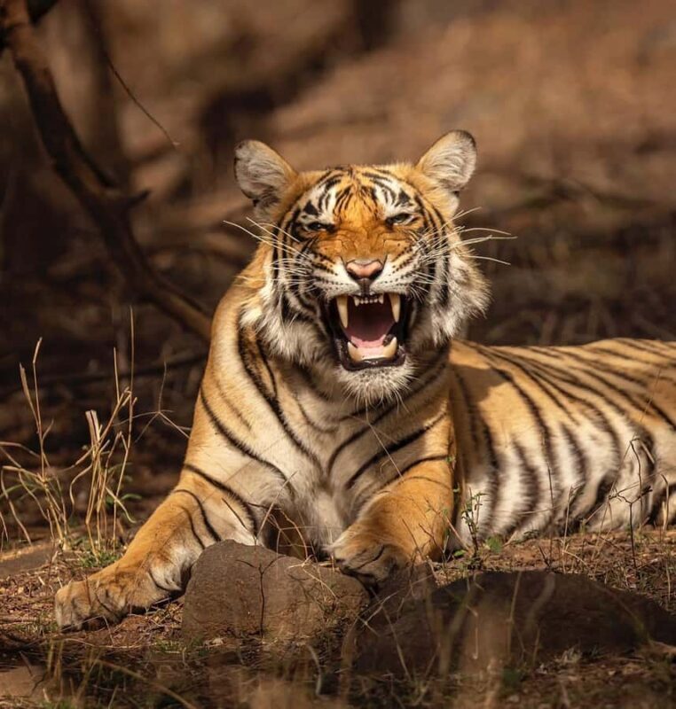 Ranthambore Tiger Safari in Gypsy/Canter  Shared Tour - Wildlife Sightings & Authentic Encounters